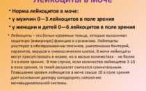 Лейкоциты в моче 100 у женщин