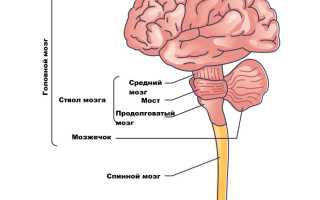 Энцефаломиелит