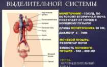 Размер мочеточника у женщин